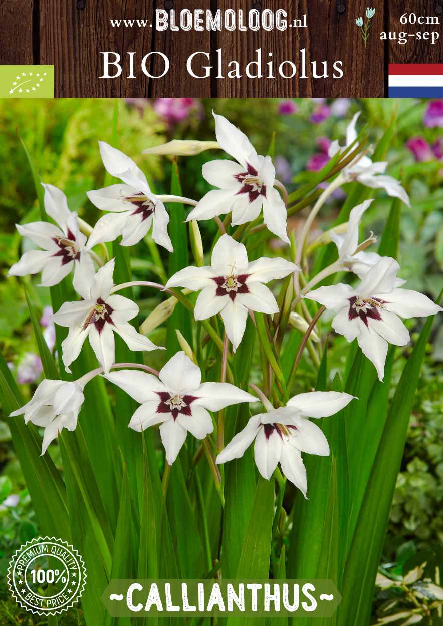 Bio Gladiolus 'Callianthus' syn. Acidenthera 'Murieliae' - biologische witte Abessijnse Gladiool | Bloemoloog