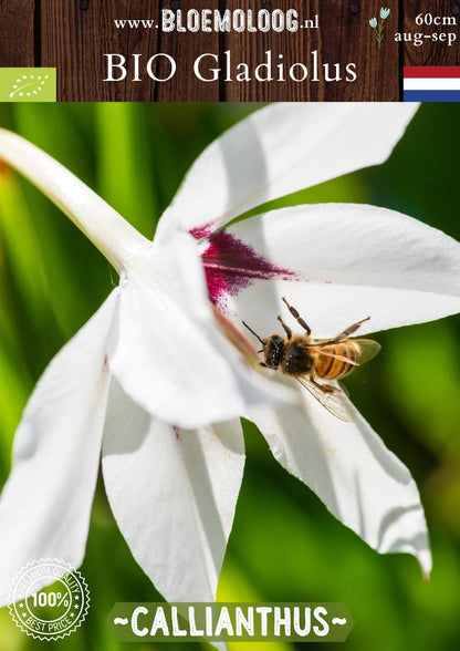 Bio Gladiolus 'Callianthus' syn. Acidenthera 'Murieliae' - biologische witte Abessijnse Gladiool | Bloemoloog