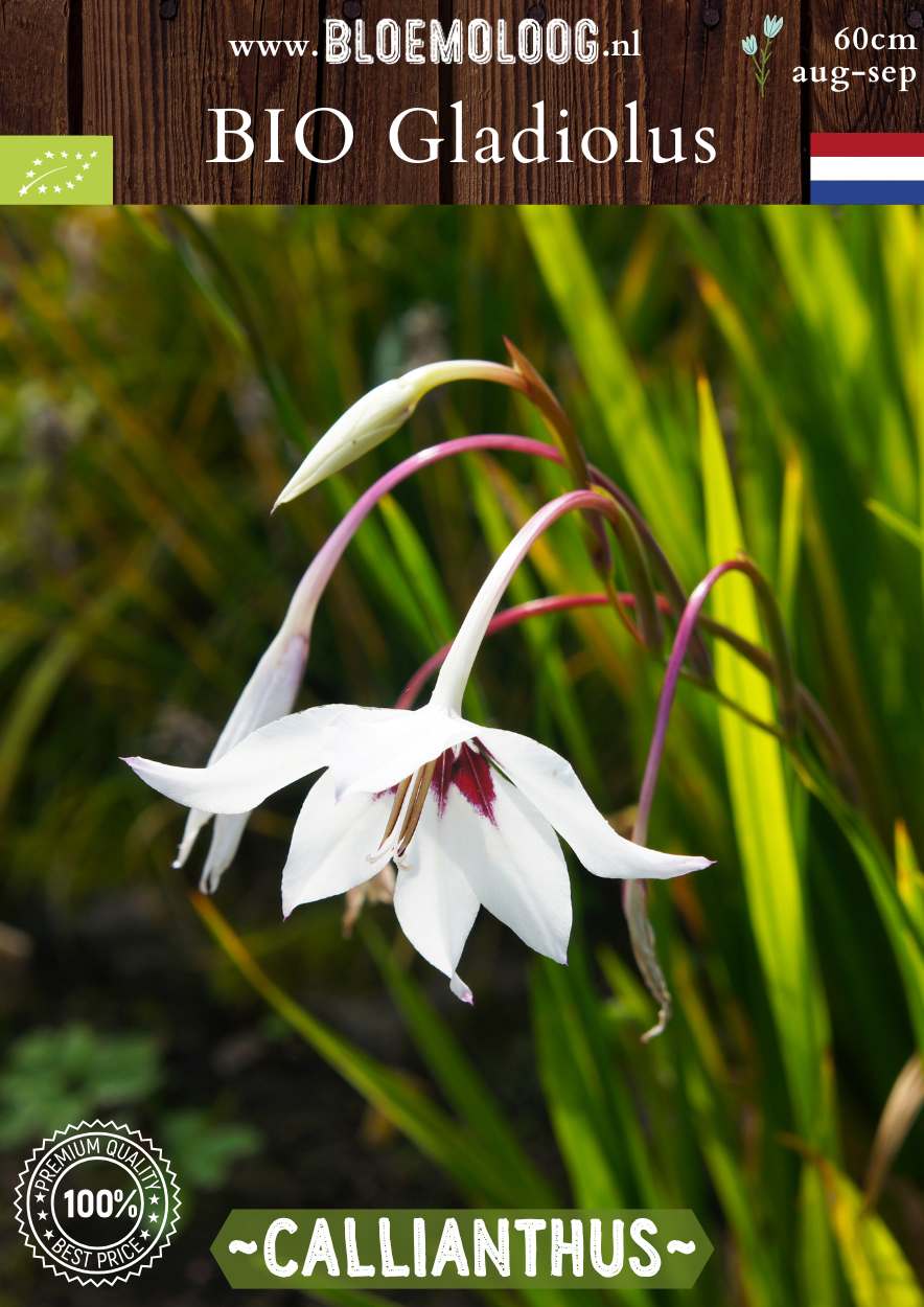 Bio Gladiolus 'Callianthus' syn. Acidenthera 'Murieliae' - biologische witte Abessijnse Gladiool | Bloemoloog