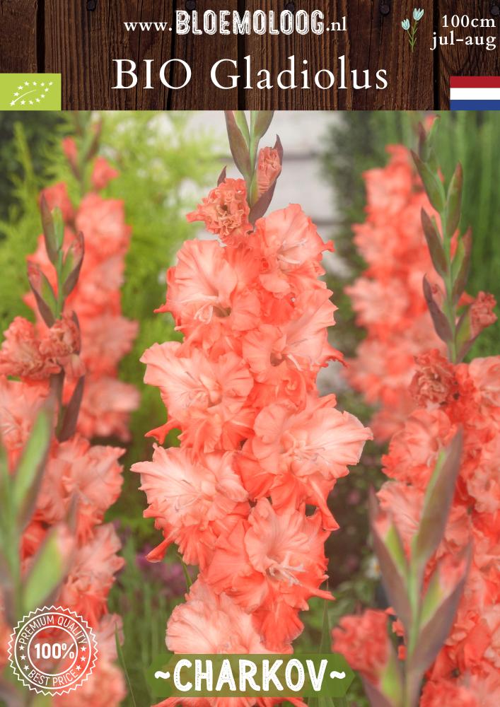 Bio Gladiolus 'Charkov' biologische zalmkleurige gladiolen zwaardlelie - Bloemoloog.jpg