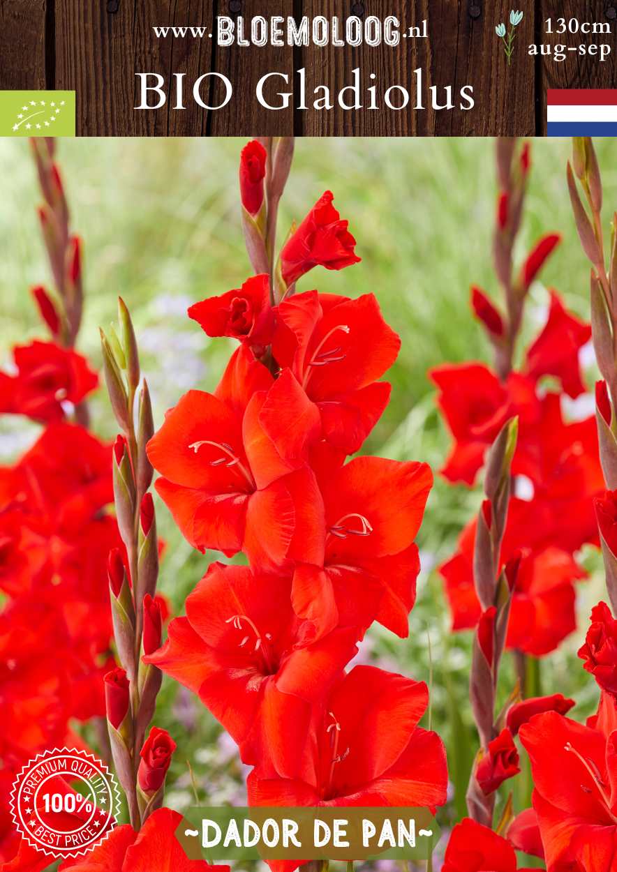 Bio Gladiolus 'Dador de Pan' -biologische rode gladiool | Bloemoloog.nl