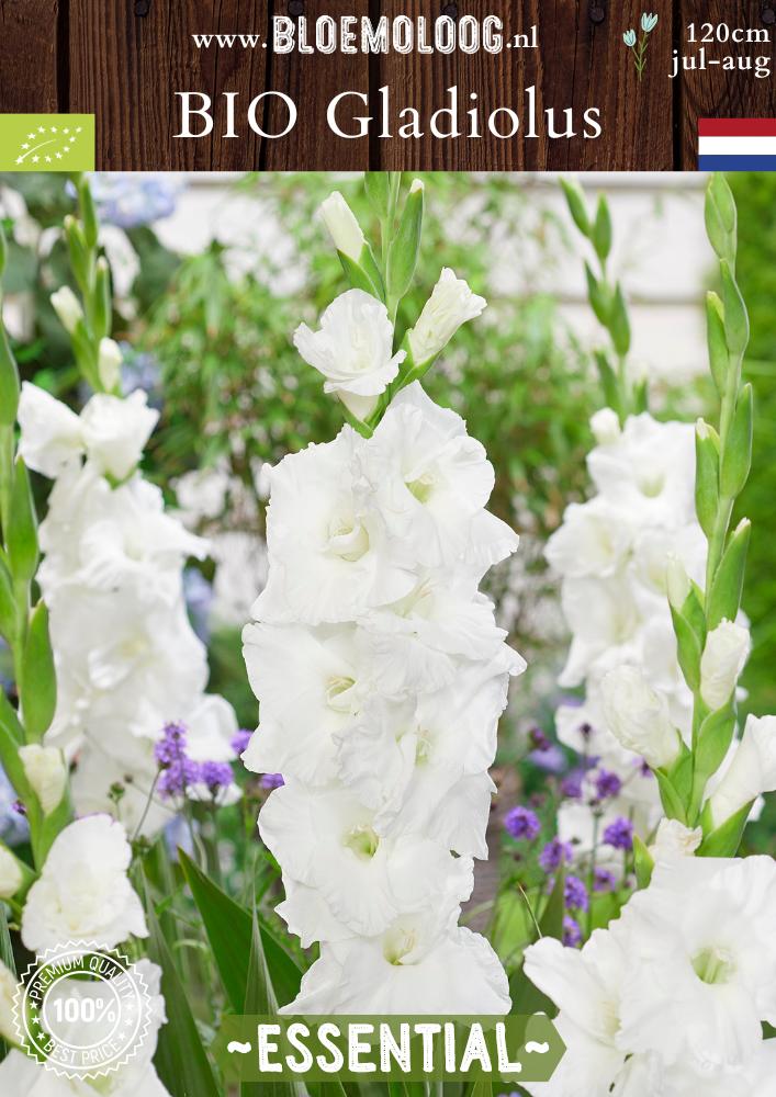 Bio Gladiolus 'Essential' biologische  witte gladiool zwaardlelie - Bloemoloog