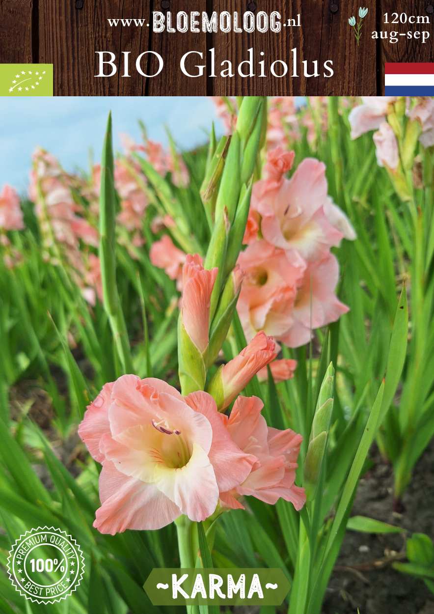 Bio Gladiolus 'Karma' biologische zalmkleurige gladiool Bloemoloog.nl