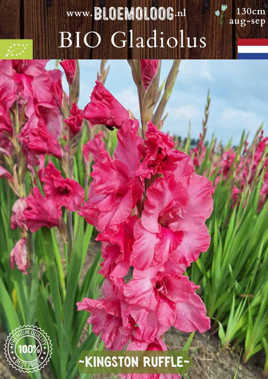 Bio Gladiolus 'Kingston Ruffle' biologische hardroze gladiool Bloemoloog.nl