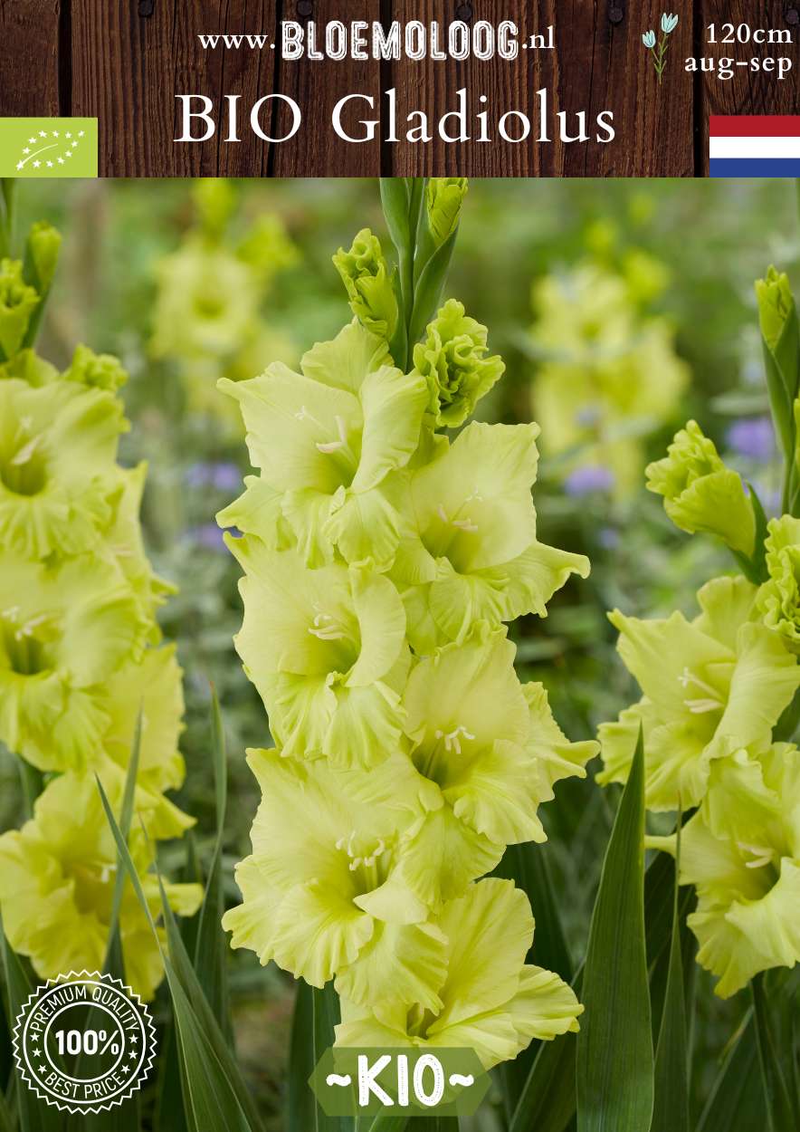 Bio Gladiolus 'Kio' biologische lichtgele gladiool Bloemoloog.nl