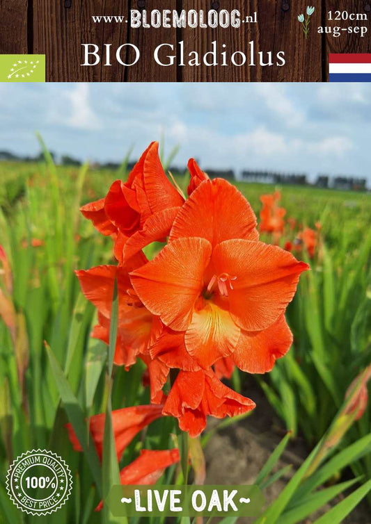 Bio Gladiolus 'Live Oak' biologische oranje gladiool Bloemoloog.nl