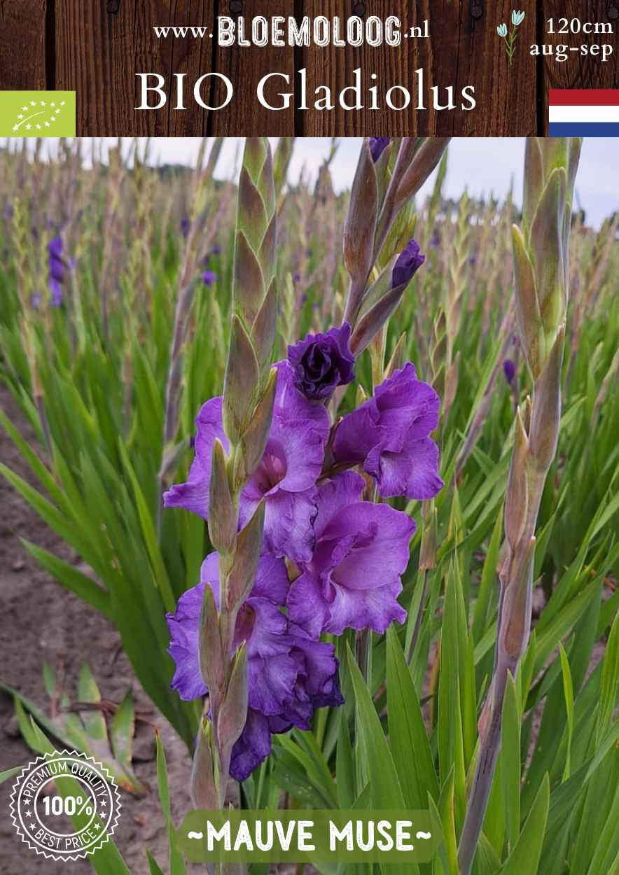 Bio Gladiolus 'Mauve Muse' biologische paarse gladiool Bloemoloog.nl