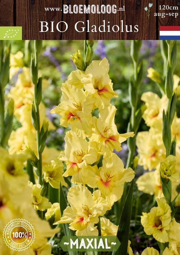 Bio Gladiolus 'Maxial' - Biologische gele gladiool met een oranje hartje | Bloemoloog.nl