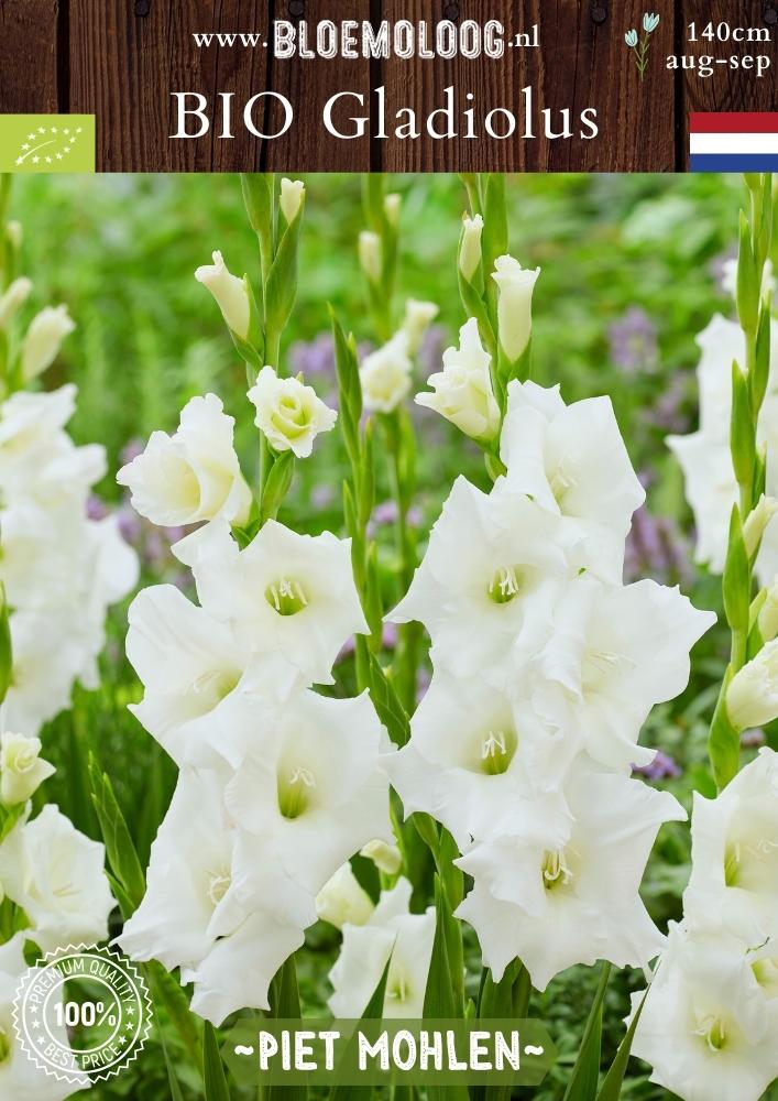 Bio Gladiolus 'Piet Mohlen' - Biologische witte gladiool, ook bekend als zwaardlelie | Bloemoloog.nl