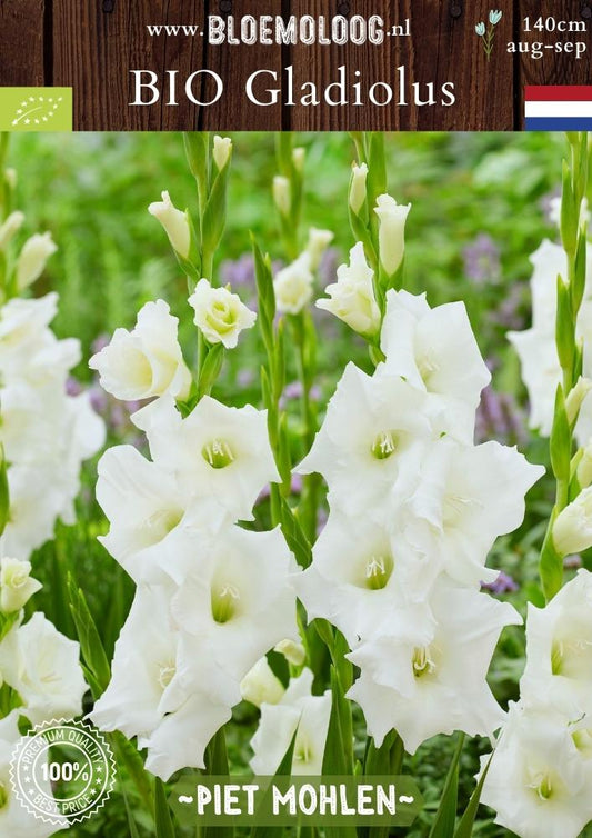 Bio Gladiolus 'Piet Mohlen' - Biologische witte gladiool, ook bekend als zwaardlelie | Bloemoloog.nl