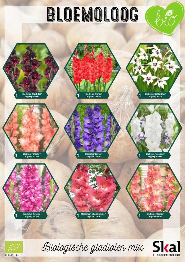 Bio Gladiolus 'mix' Biologische gladiolen mix zwaardlelie - Bloemoloog