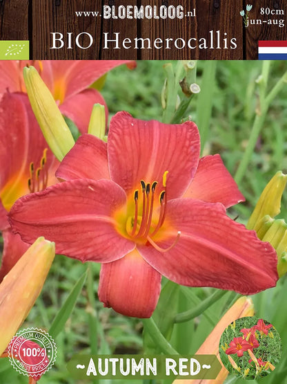 Bio Hemerocallis 'Autumn Red' - close up van rode daglelie