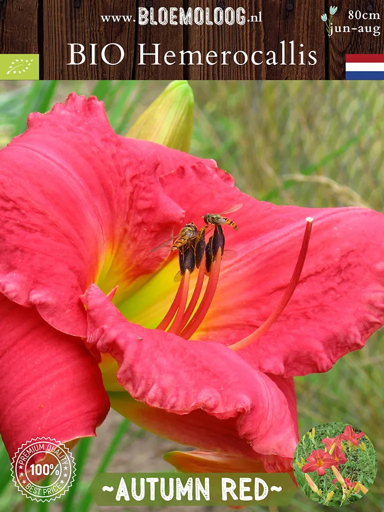Bio Hemerocallis 'Autumn Red' - Rode daglelie met insecten