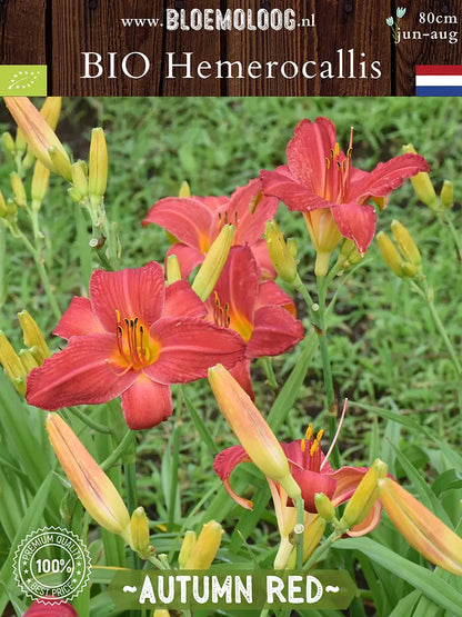 Bio Hemerocallis 'Autumn Red' - Rode daglelie met 5 bloemen