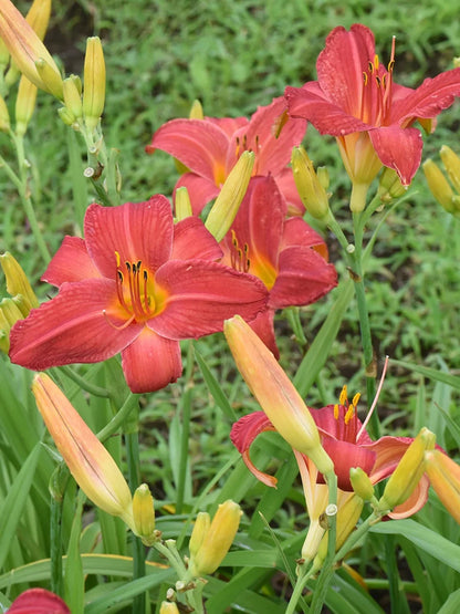 Bio Hemerocallis 'Autumn Red' - Rode daglelie zonder frame