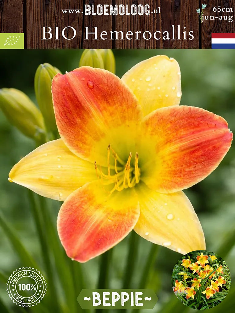 Bio Hemerocallis 'Beppie' - Geel-oranje daglelie close up