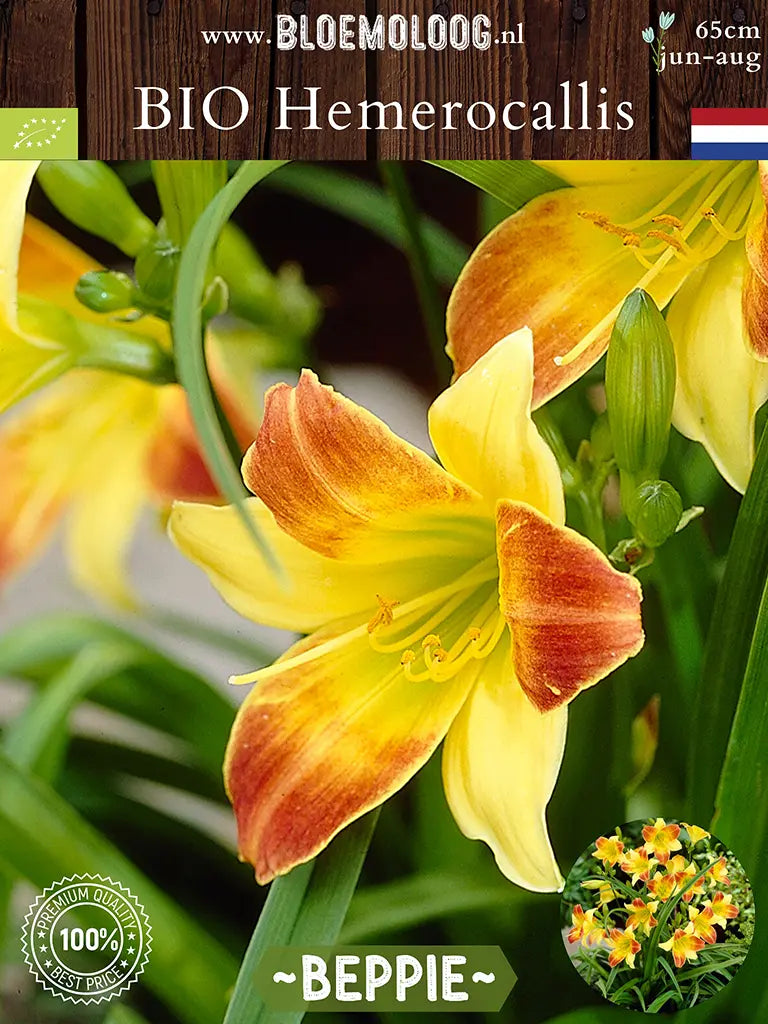 Bio Hemerocallis 'Beppie' - Geel-oranje daglelie close up van rechts