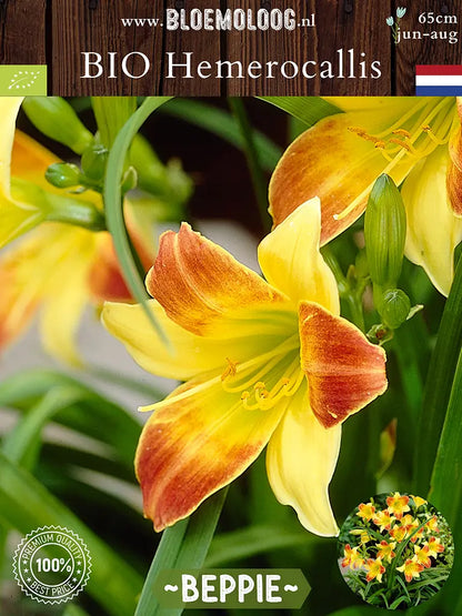 Bio Hemerocallis 'Beppie' - Geel-oranje daglelie close up van rechts