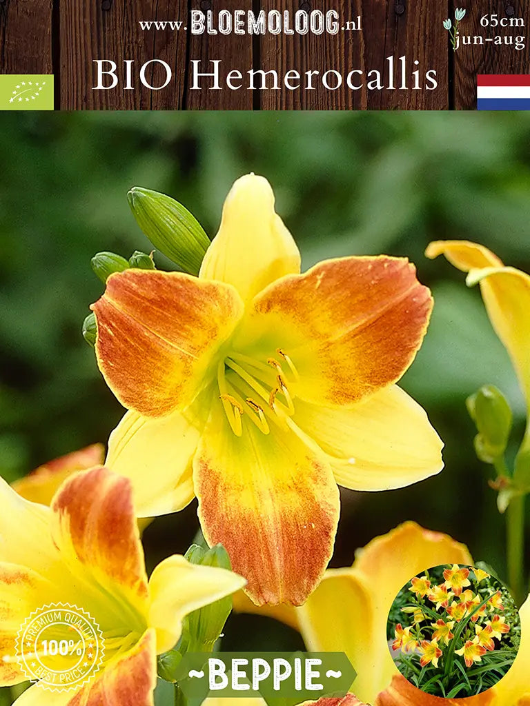 Bio Hemerocallis 'Beppie' - Geel-oranje daglelie close up van voren