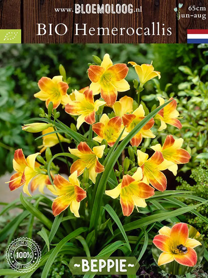 Bio Hemerocallis 'Beppie' - Geel-oranje daglelie