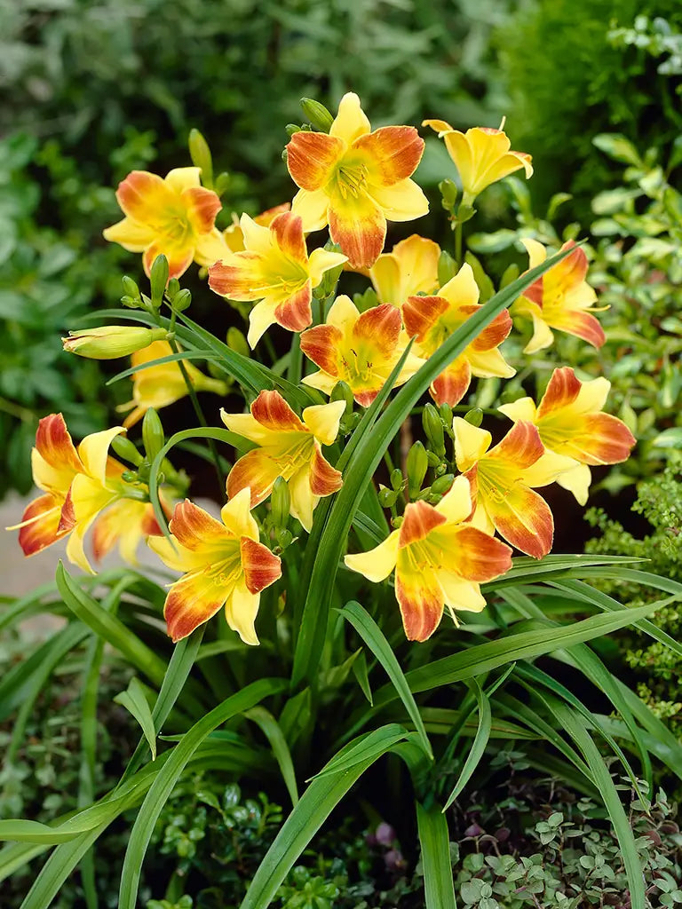 Bio Hemerocallis 'Beppie' - Geel-oranje daglelie zonde frame