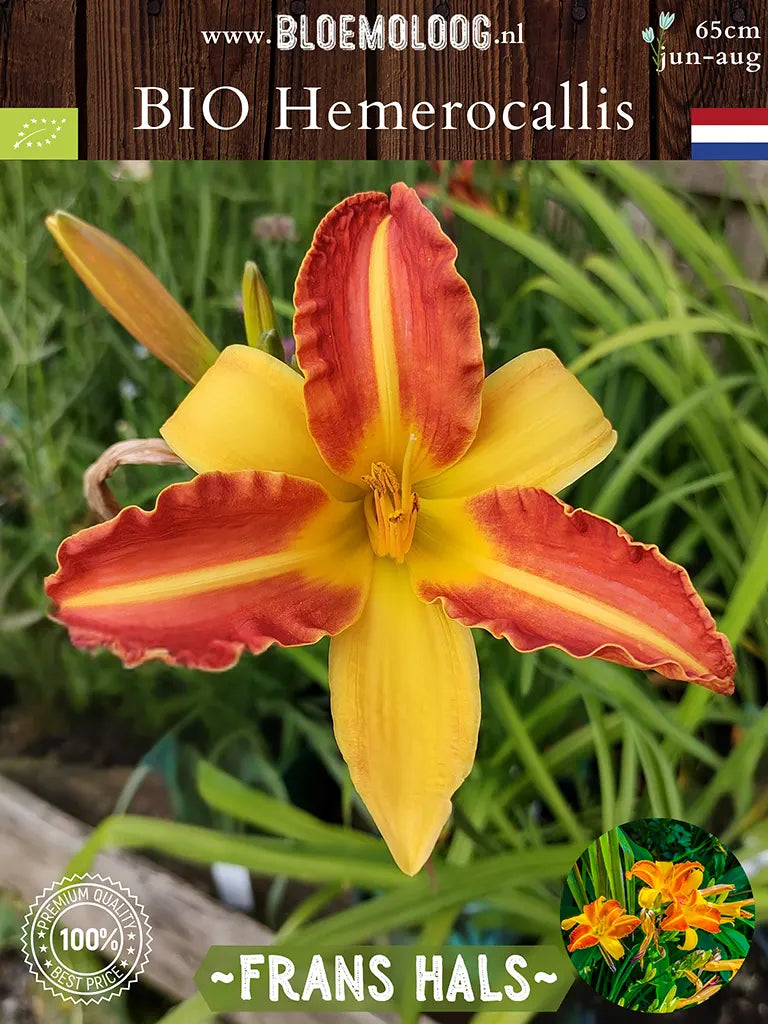 Bio Hemerocallis 'Frans Hals' - Rood-gele daglelie