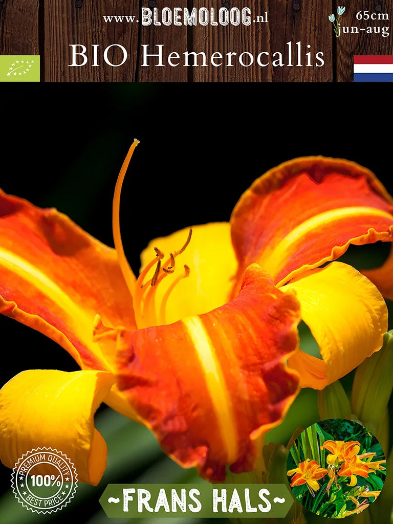 Bio Hemerocallis 'Frans Hals' - Rood-gele daglelie close up