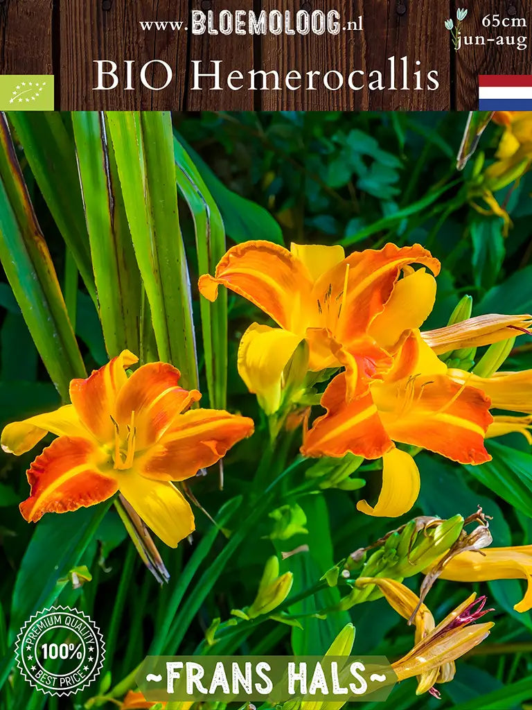 Bio Hemerocallis 'Frans Hals' - Rood-gele daglelie met 3 bloemen