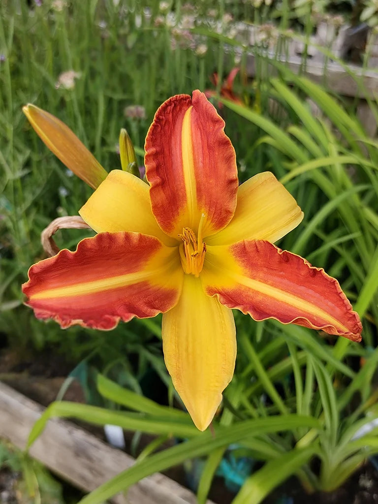 Bio Hemerocallis 'Frans Hals' - Rood-gele daglelie zonder frame