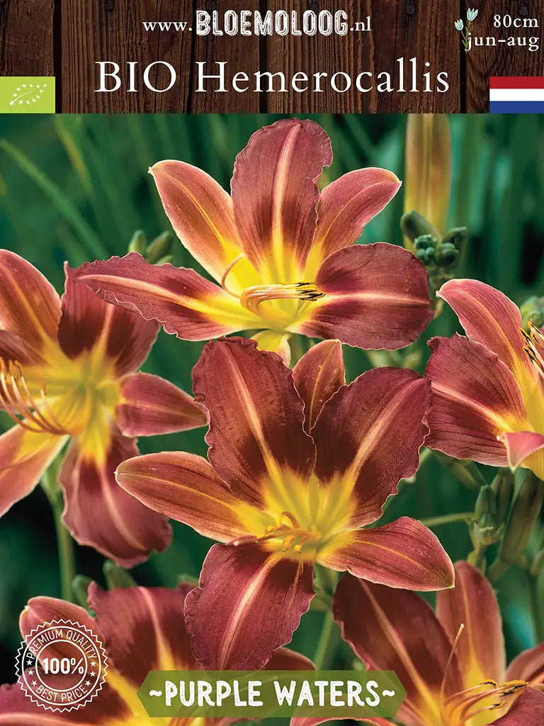 Bio Hemerocallis 'Purple Waters' - Rood-paarse daglelie