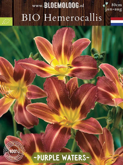 Bio Hemerocallis 'Purple Waters' - Rood-paarse daglelie