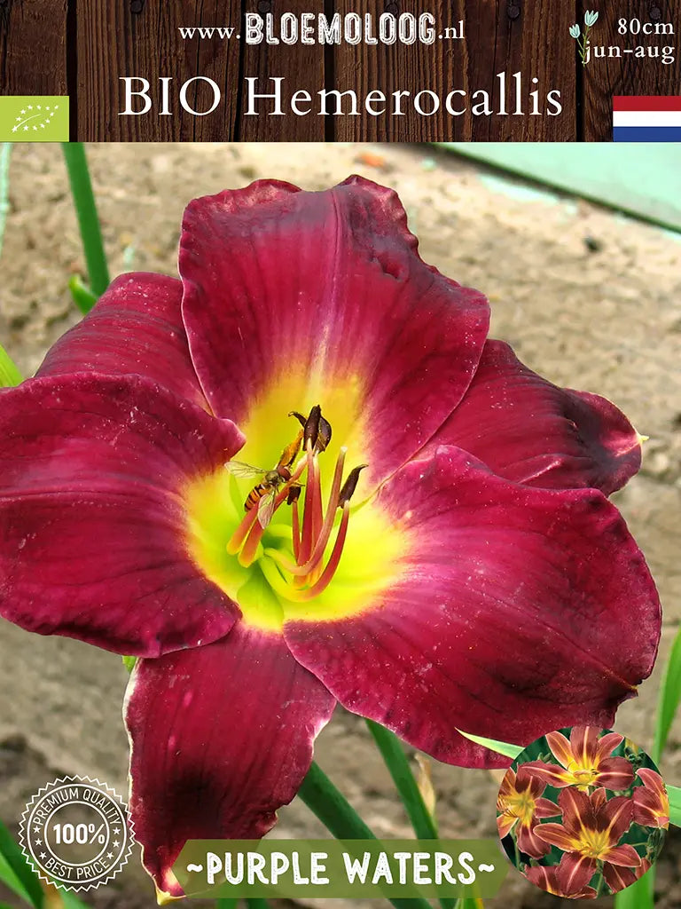 Bio Hemerocallis 'Purple Waters' - Rood-paarse daglelie close up met insecten van boven
