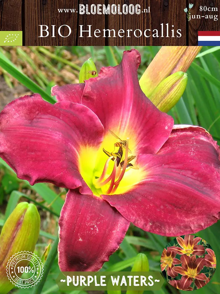 Bio Hemerocallis 'Purple Waters' - Rood-paarse daglelie close up met insecten