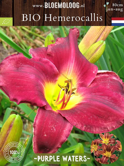 Bio Hemerocallis 'Purple Waters' - Rood-paarse daglelie close up met insecten