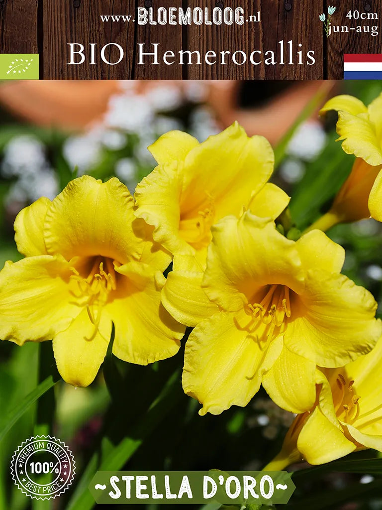 Bio Hemerocallis 'Stella d'Oro' - Gele lage daglelie