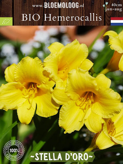 Bio Hemerocallis 'Stella d'Oro' - Gele lage daglelie