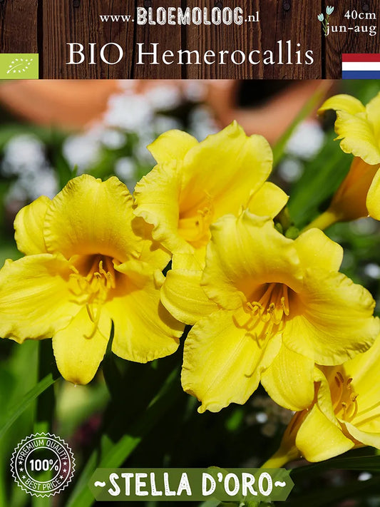 Bio Hemerocallis 'Stella d'Oro' - Gele lage daglelie