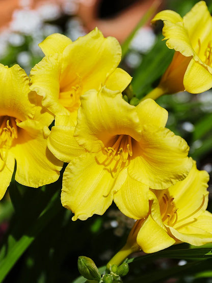 Bio Hemerocallis 'Stella d'Oro' - Gele lage daglelie zonder frame