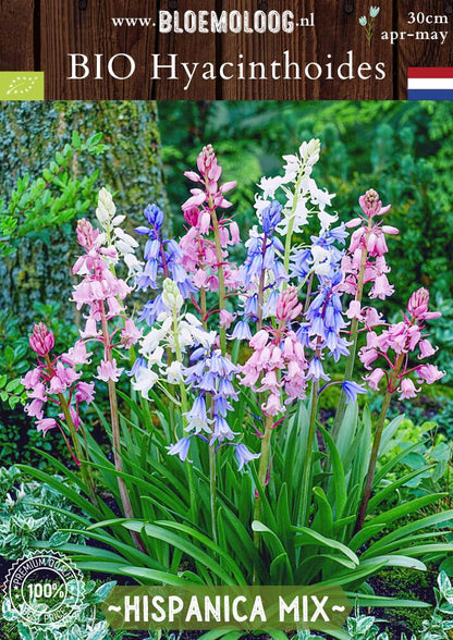 Bio Hyacinthoides 'Hispanica Mix' biologische boshyacinten spaanse hyacinten blauw, roze, wit - bloemoloog