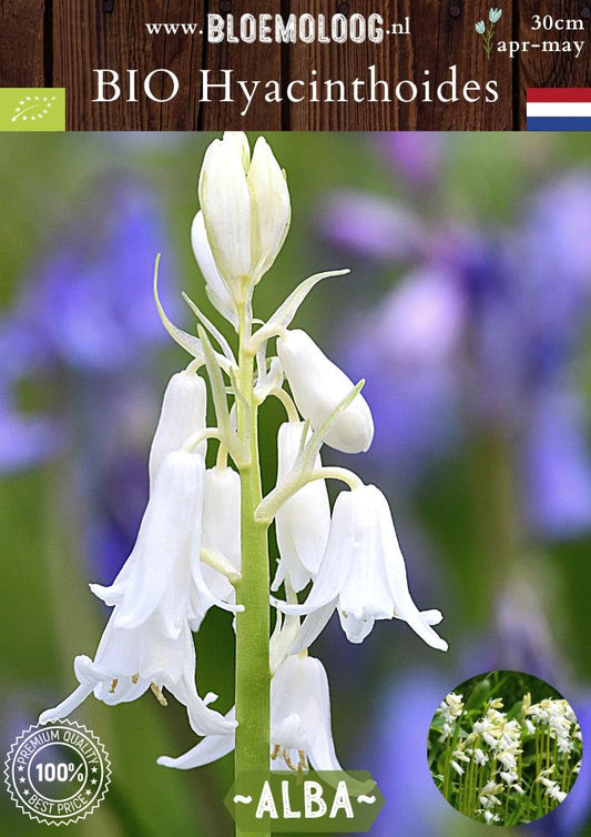 Bio Hyacinthoides hispanica 'Alba' biologische witte Spaanse hyacint boshyacint - Bloemoloog