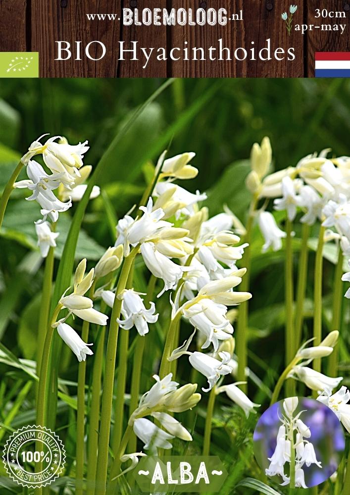 Bio Hyacinthoides hispanica 'Alba' biologische witte Spaanse hyacint boshyacint - Bloemoloog