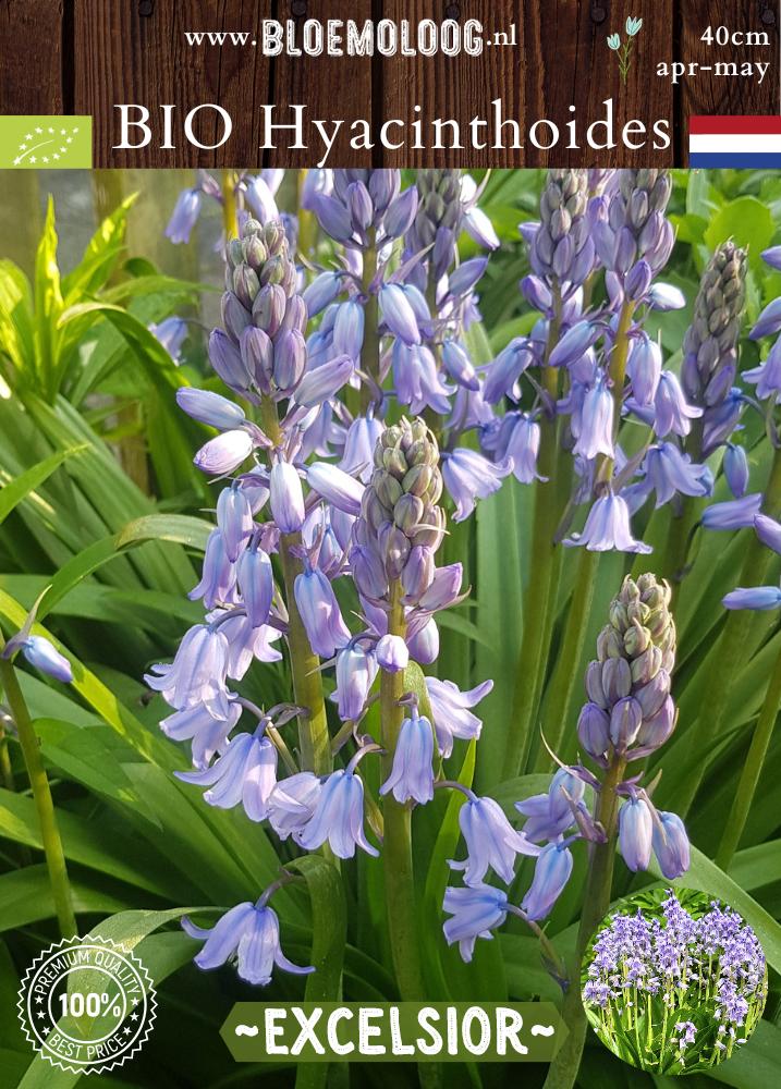 Bio Hyacinthoides hispanica 'Excelsior' biologische blauwe boshyacint Spaanse hyacint - Bloemoloog
