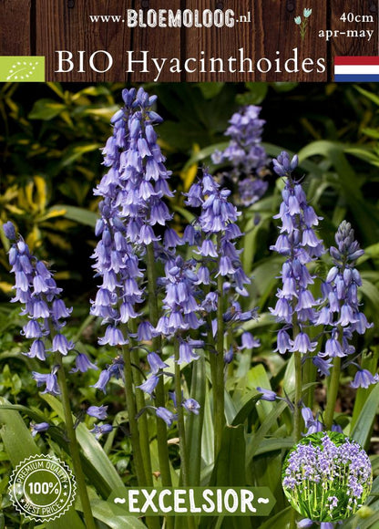 Bio Hyacinthoides hispanica 'Excelsior' biologische blauwe boshyacint Spaanse hyacint - Bloemoloog
