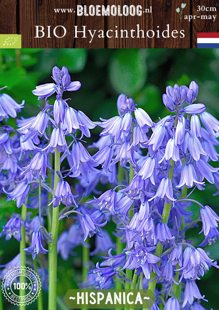 Bio Hyacinthoides hispanica biologische blauwe boshyacint Spaanse hyacint - Bloemoloog