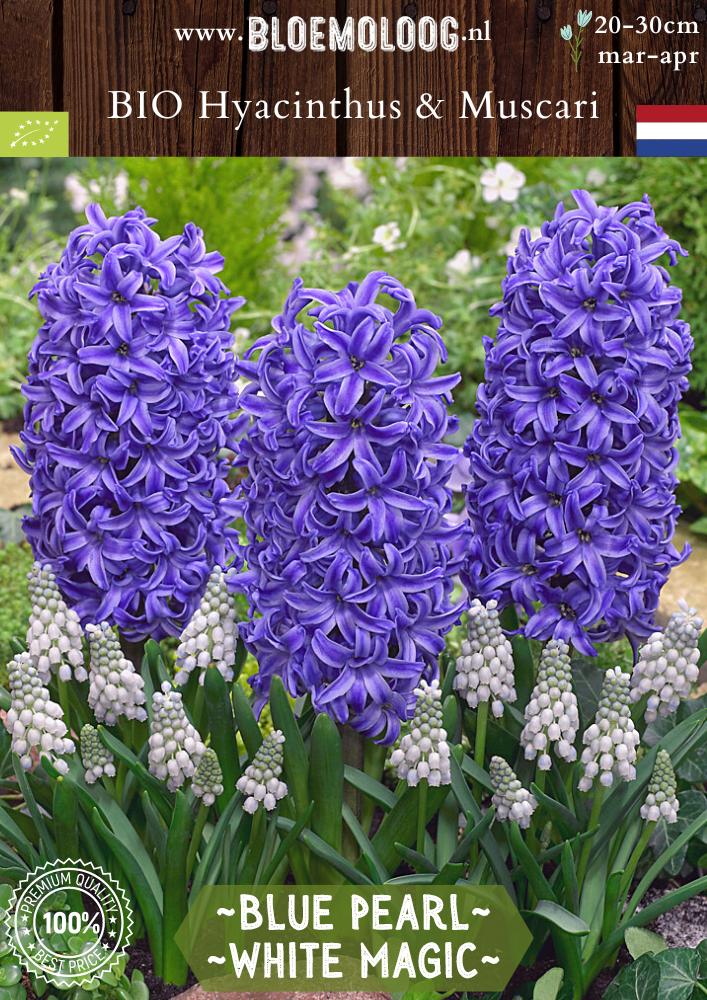 Bio Hyacinthus 'Blue Pearl' & Muscari 'White Magic' biologische blauwe hyacint witte druifjes - Bloemoloog