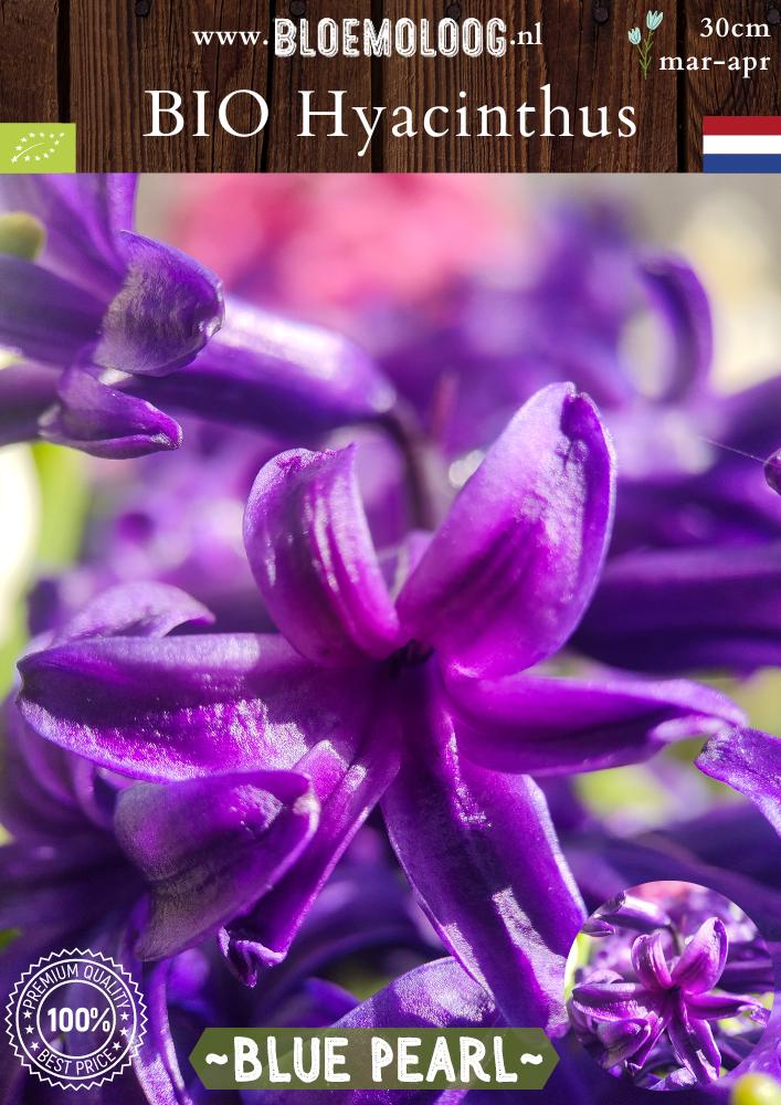 Bio Hyacinthus 'Blue Pearl' biologische blauwe Pearl hyacinten - Bloemoloog
