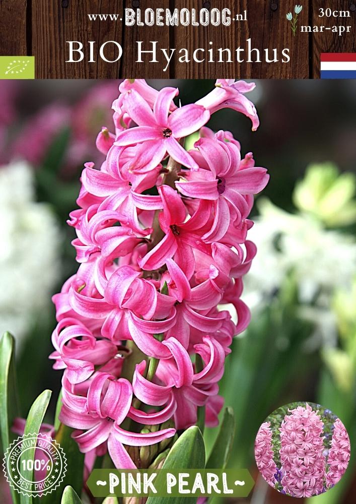 Bio Hyacinthus 'Pink Pearl' biologische roze hyacint - Bloemoloog