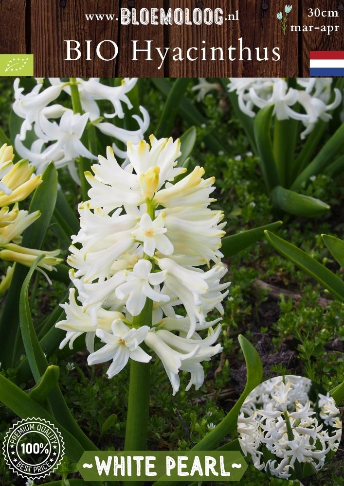Bio Hyacinthus 'White Pearl' bologische witte hyacint - Bloemoloog