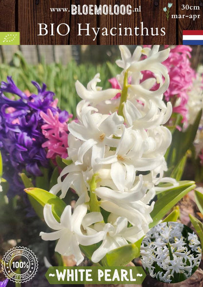 Bio Hyacinthus 'White Pearl' biologische witte hyacint - Bloemoloog