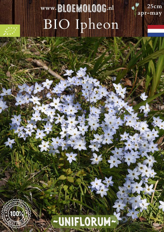 Bio Ipheon Uniflorum 'Whisley Blue' biologische lichtblauwe voorjaarster - Bloemoloog
